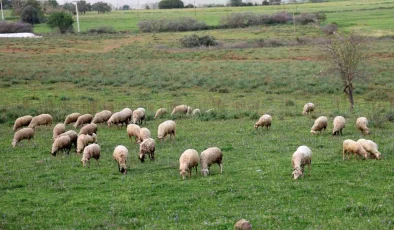 Aydın Valiliği İl Kurban Hizmetleri Komisyonu Toplantısı