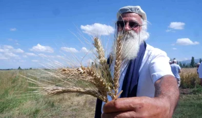 Erzurum’da Yeni Bir Ekmeklik Buğday Çeşidi Geliştirildi